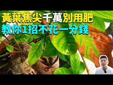 尖葉植物 風水